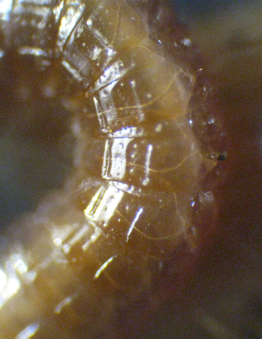 Pachymerium ferrugineum?